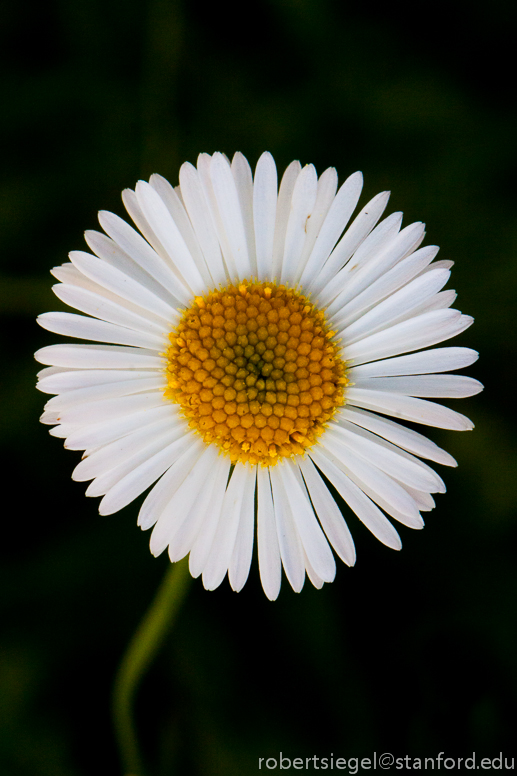 Daisies